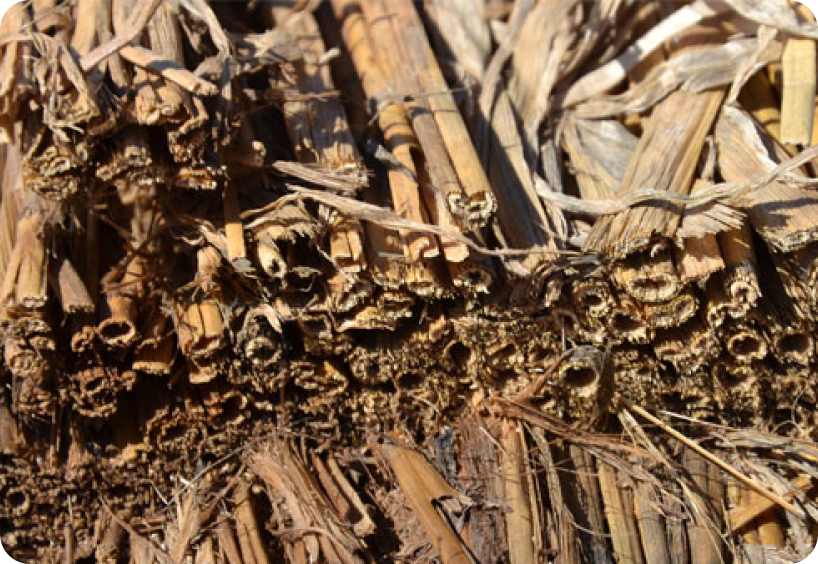 Soil that has been cut with AquaTill No-Till Farming, using ultrahigh-pressure waterjet technology.