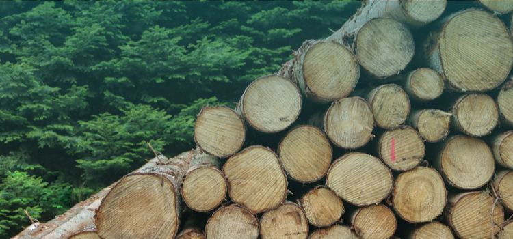 How-One-Small-Change-logs.jpg Stack of logs at a logging operation